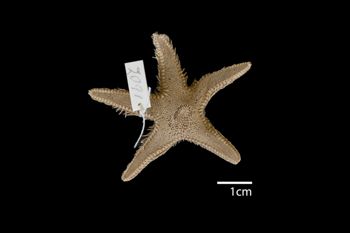 Media type: image; Invertebrate Zoology AST-2091   Description: whole body;  Aspect: dorsal